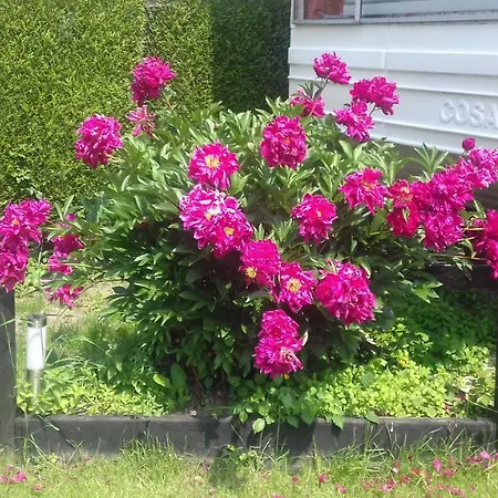 Camping Camping Le Prejoly Hondschoote