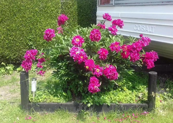 Camping Camping Le Préjoly Hondschoote